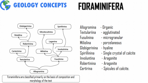 Foraminifera Classification