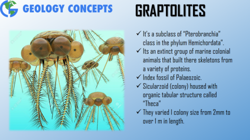 Graptolites