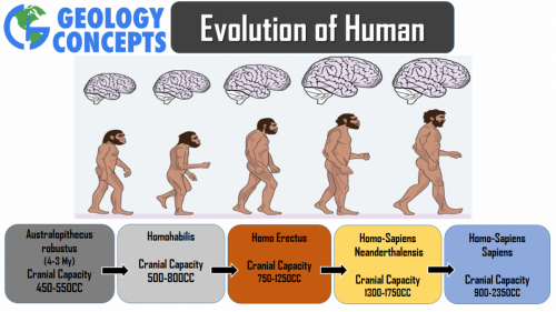 Evolution of Human